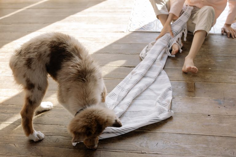 dog plays tug with blanket